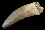 Bargain, Fossil Plesiosaur (Zarafasaura) Tooth - Morocco #81579-1